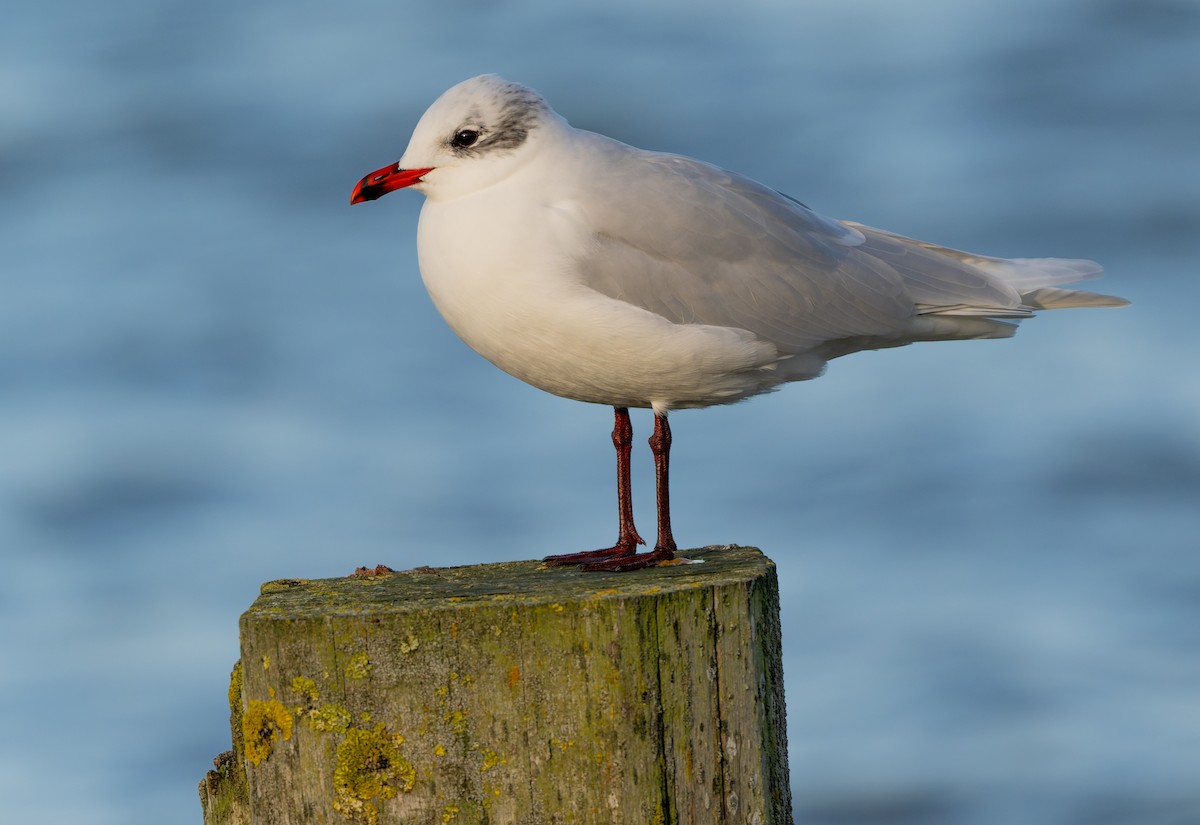 Mediterranean Gull - ML645714601