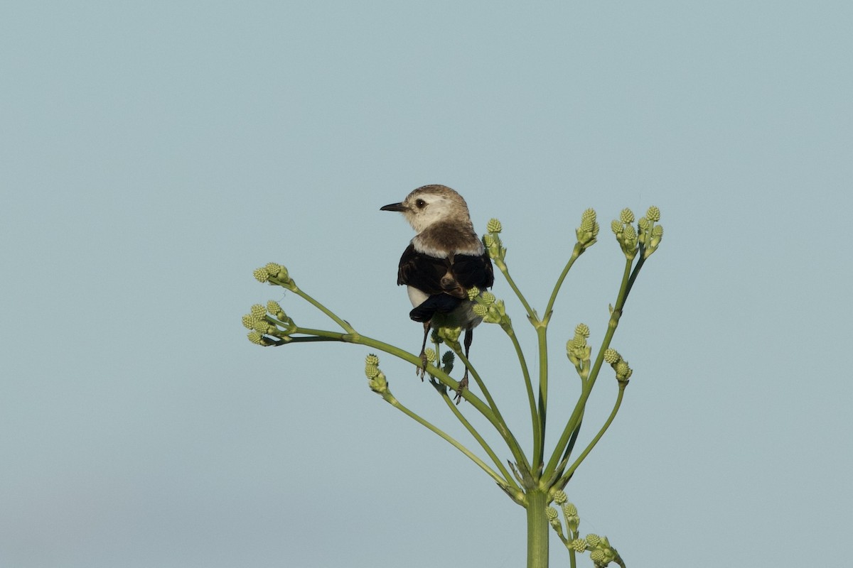 Black-and-white Monjita - ML645714618