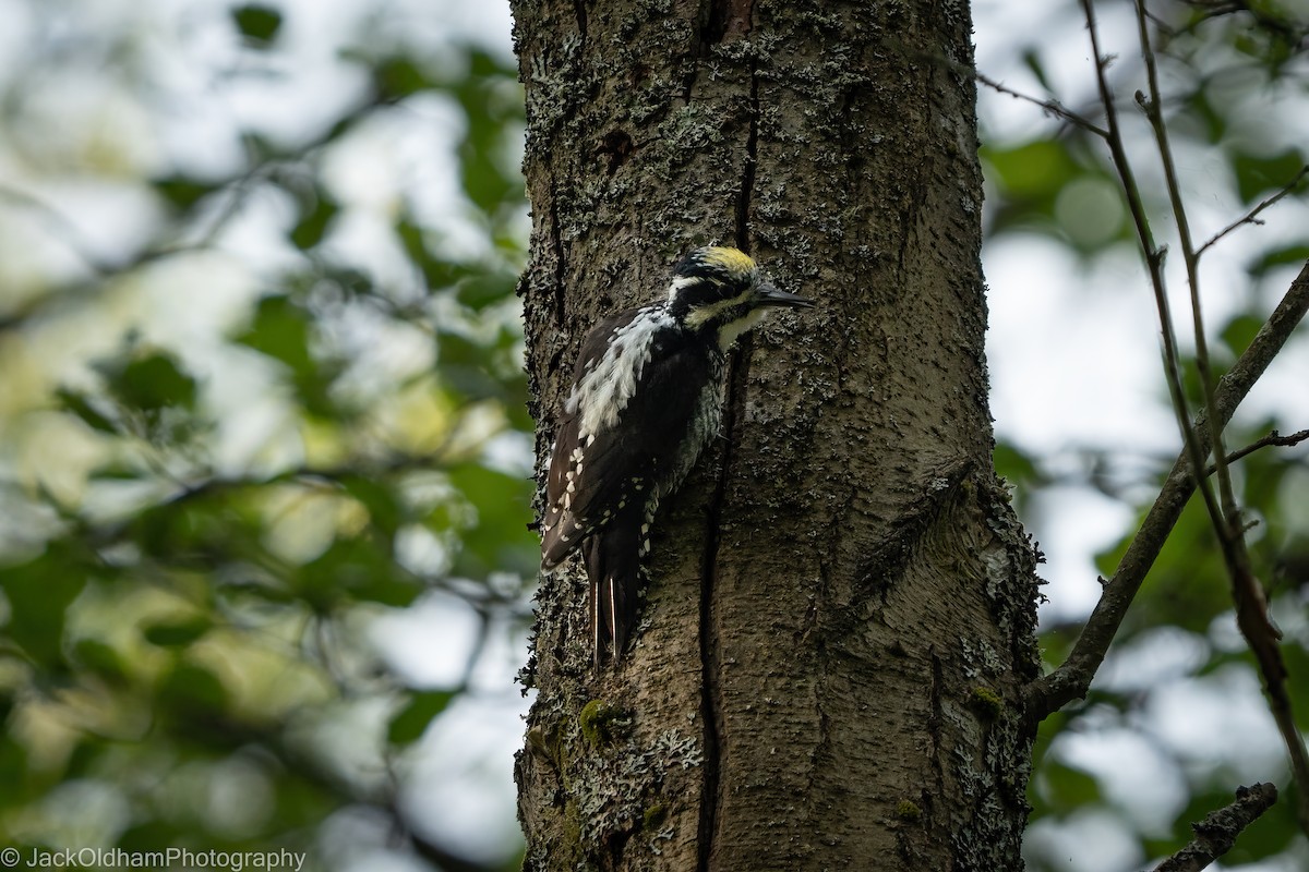 Eurasian Three-toed Woodpecker - ML645714623