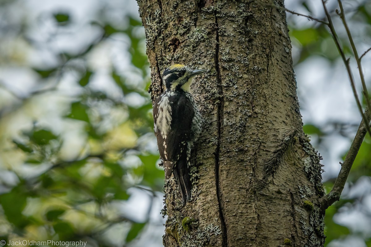 Eurasian Three-toed Woodpecker - ML645714624