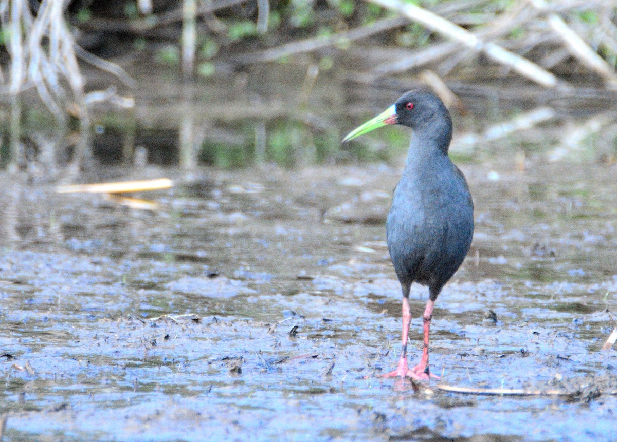 Plumbeous Rail - ML645714625