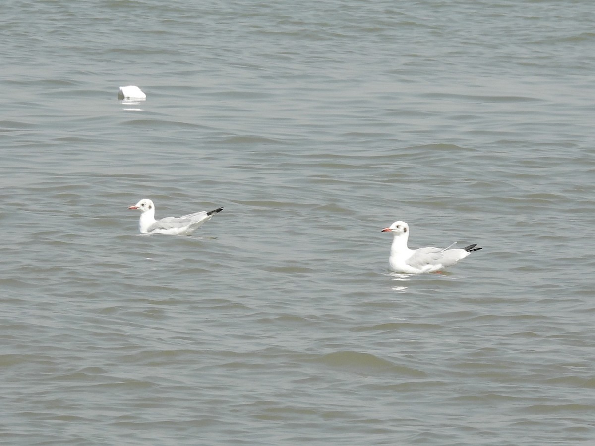 racek hnědohlavý - ML645714629