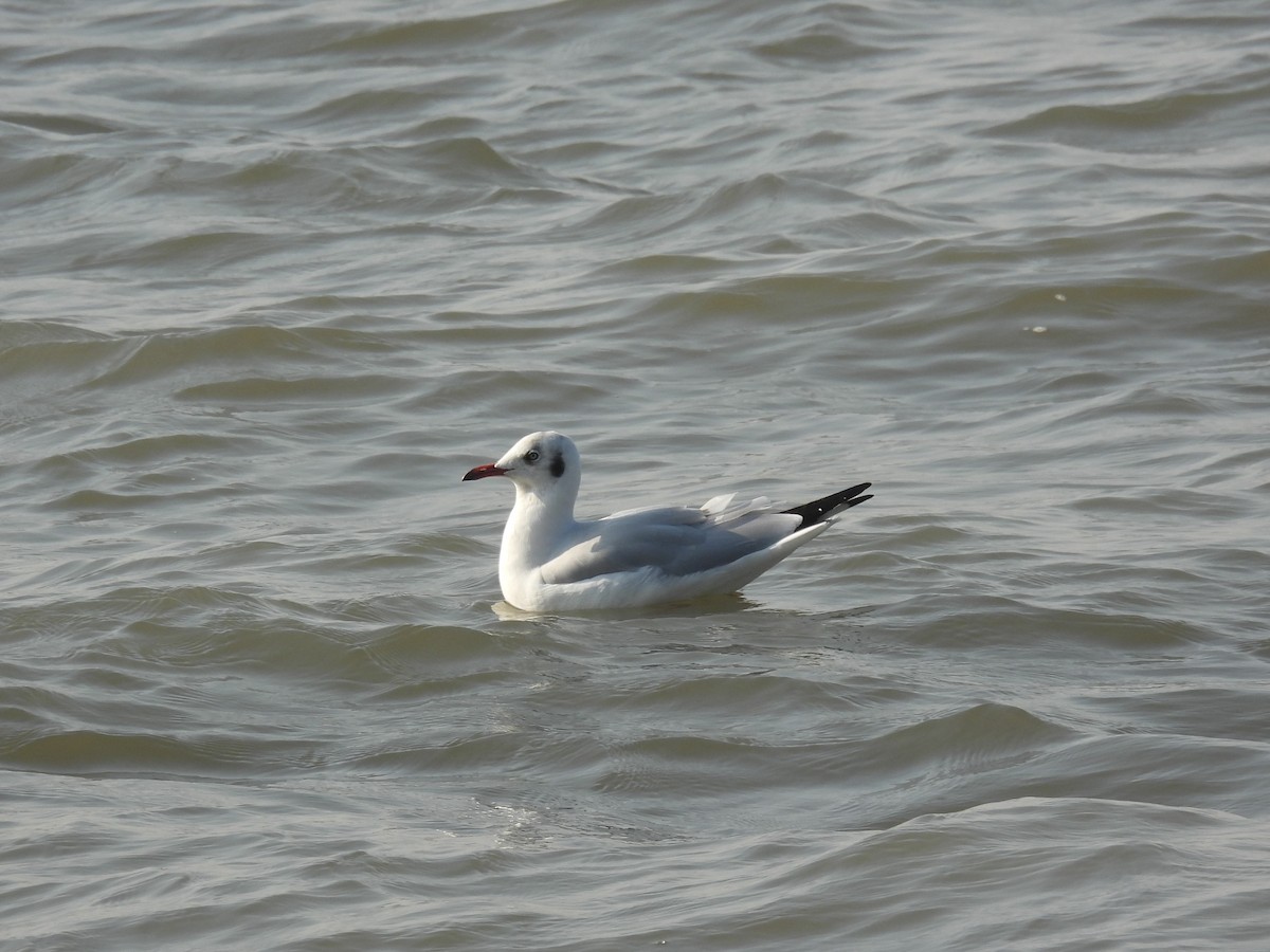 racek hnědohlavý - ML645714630