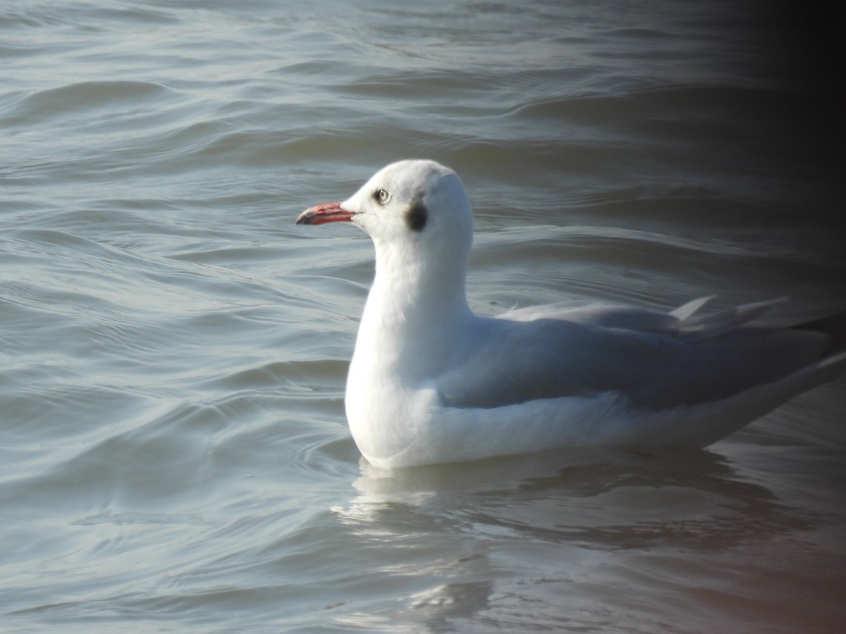 racek hnědohlavý - ML645714631