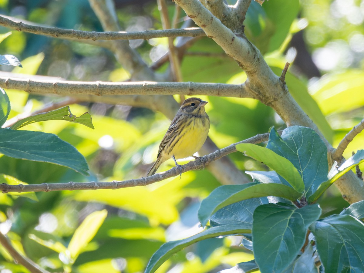 Вівсянка лучна - ML645714641