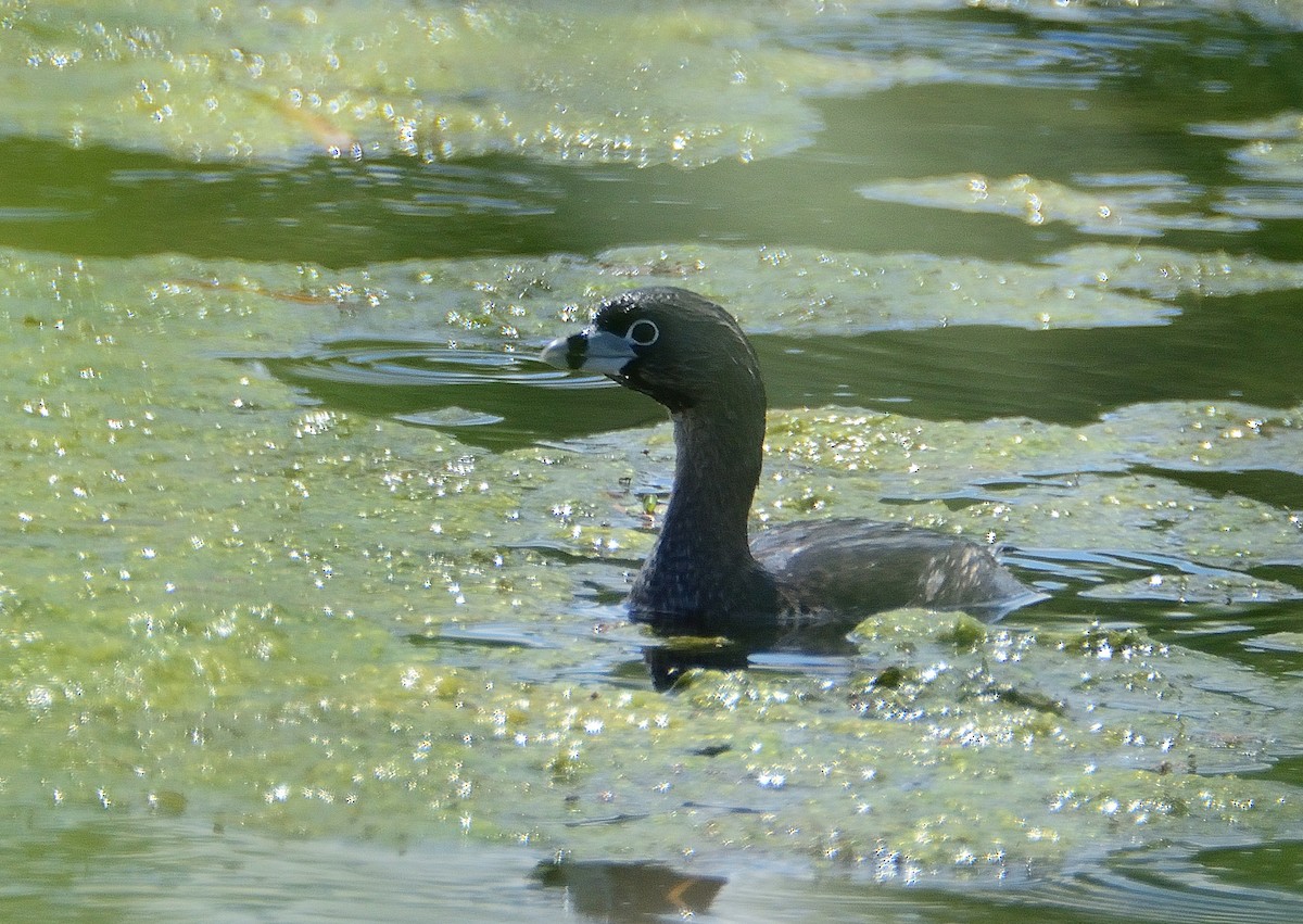 Pied-billed Grebe - ML645714644