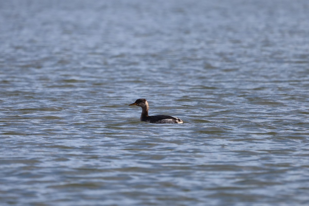 Red-necked Grebe - ML645714658