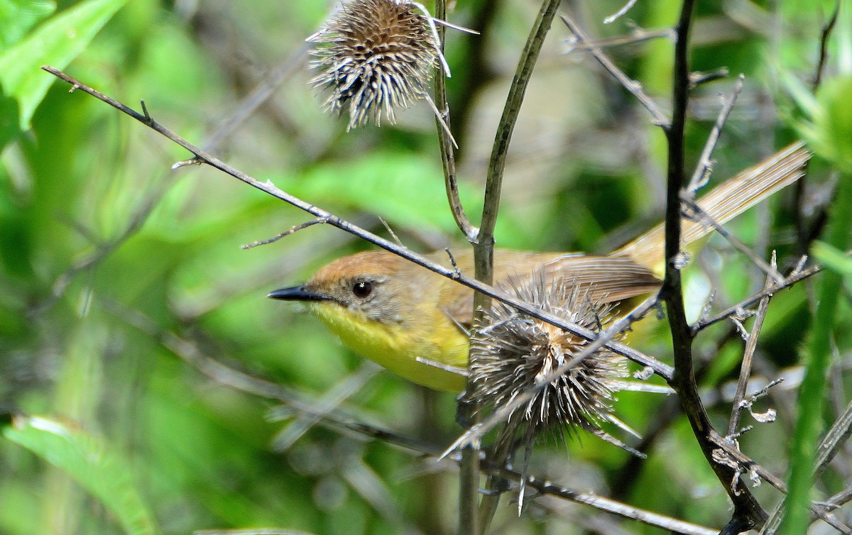 Subtropical Doradito - ML645714662