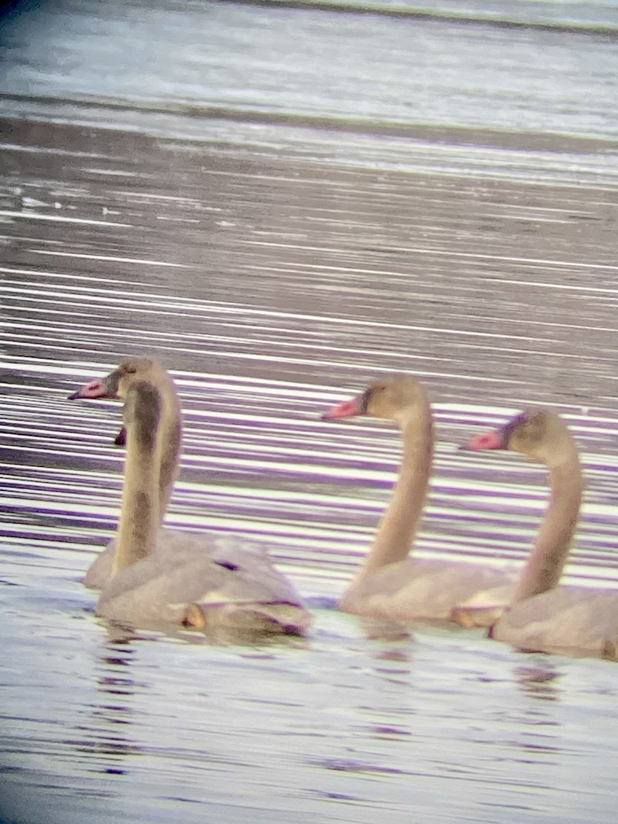 ברבור אמריקני - ML645714665