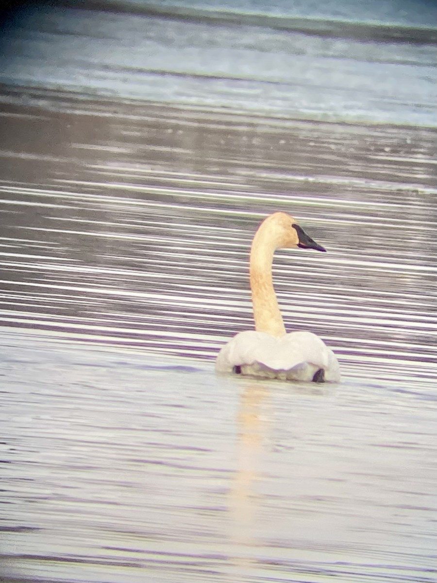 ברבור אמריקני - ML645714666
