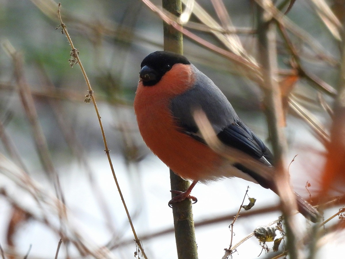 Eurasian Bullfinch - ML645714668