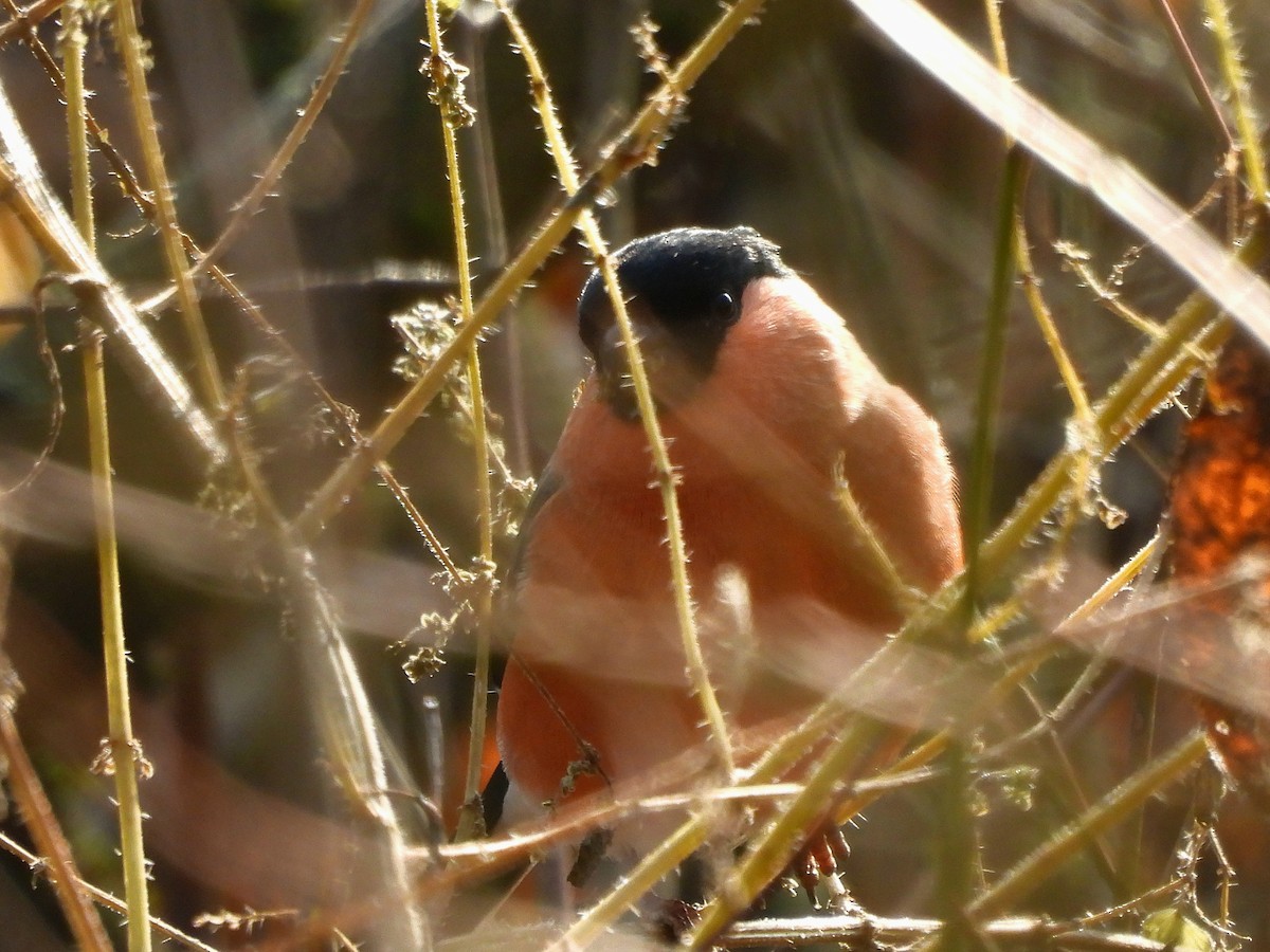 Eurasian Bullfinch - ML645714672