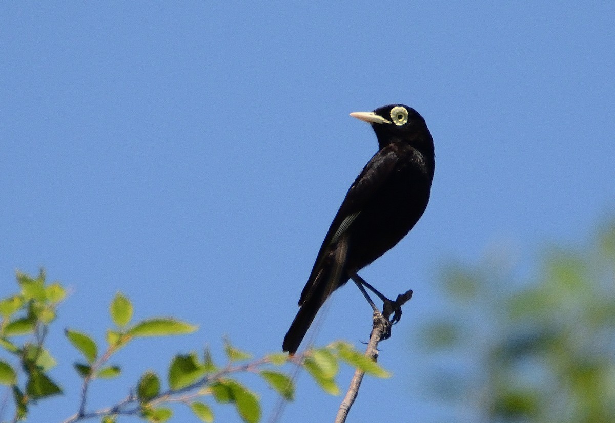 Spectacled Tyrant - ML645714678