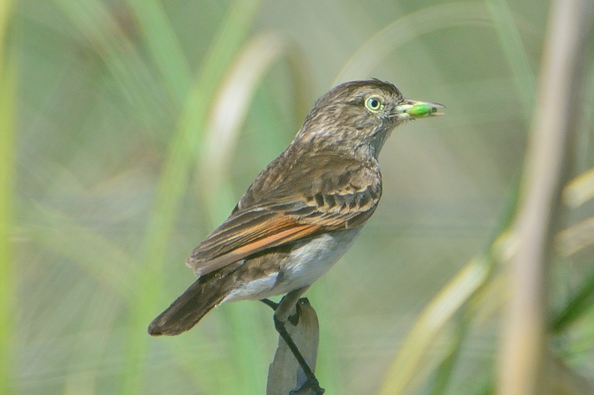 Spectacled Tyrant - ML645714680