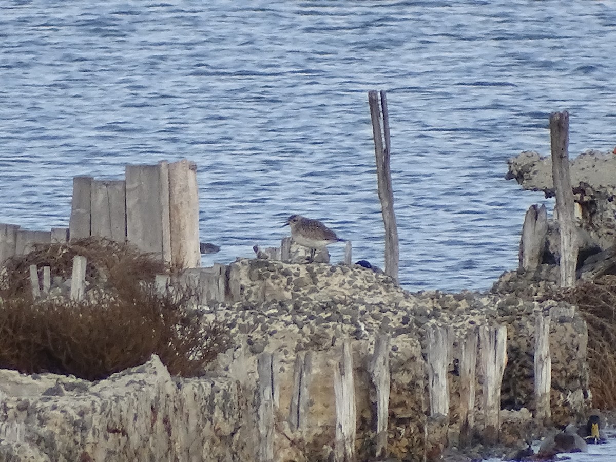 Chorlito Gris - ML645714681