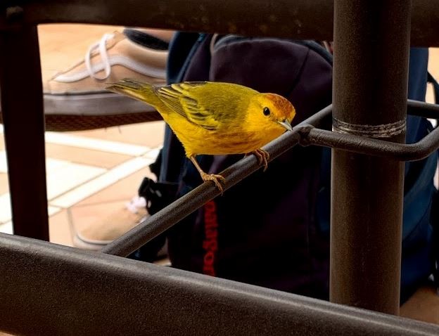 lesňáček žlutý - ML645714682