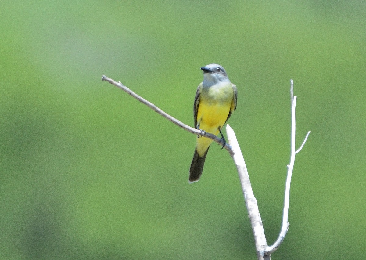 Tropical Kingbird - ML645714687