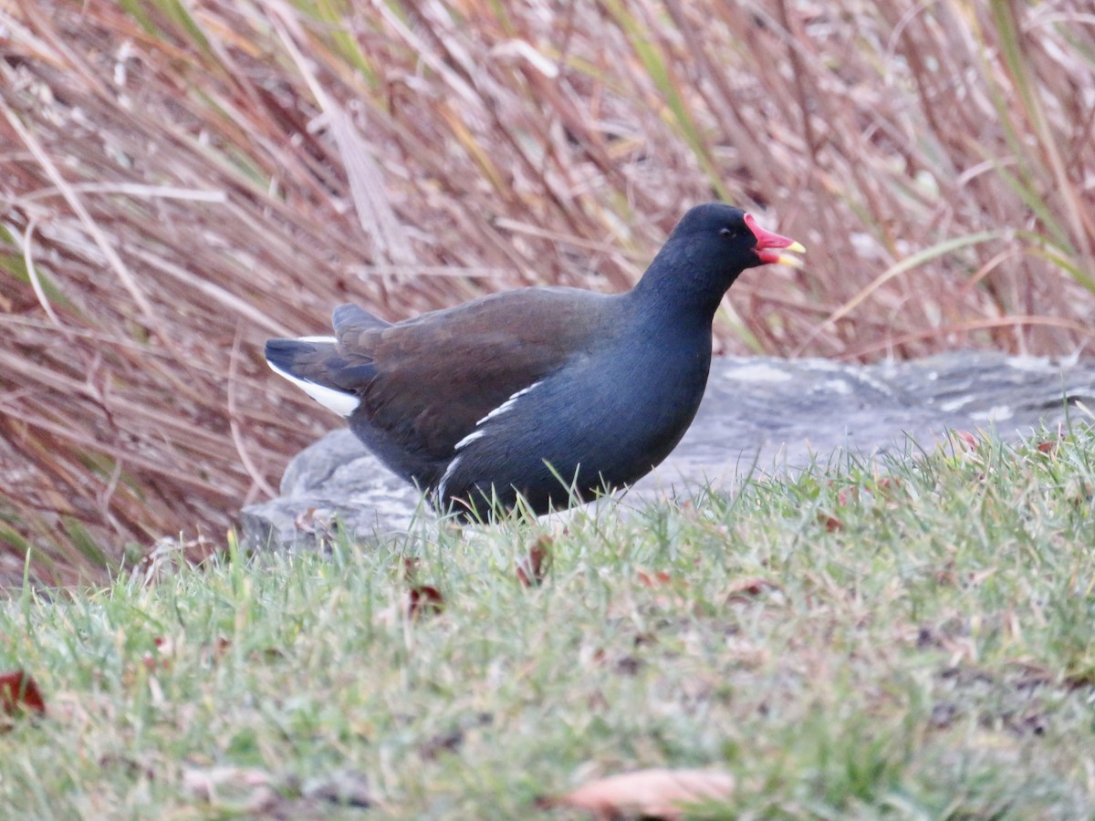 紅冠水雞 - ML645714688