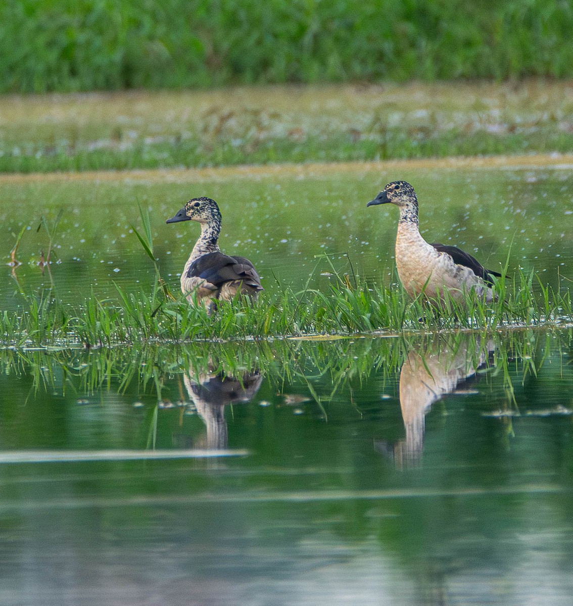 カモ亜科 - ML645714689