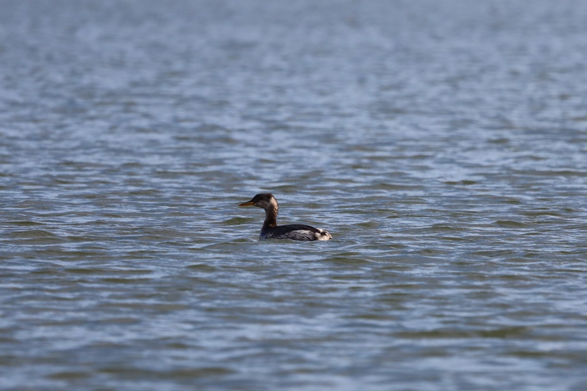 Red-necked Grebe - ML645714698