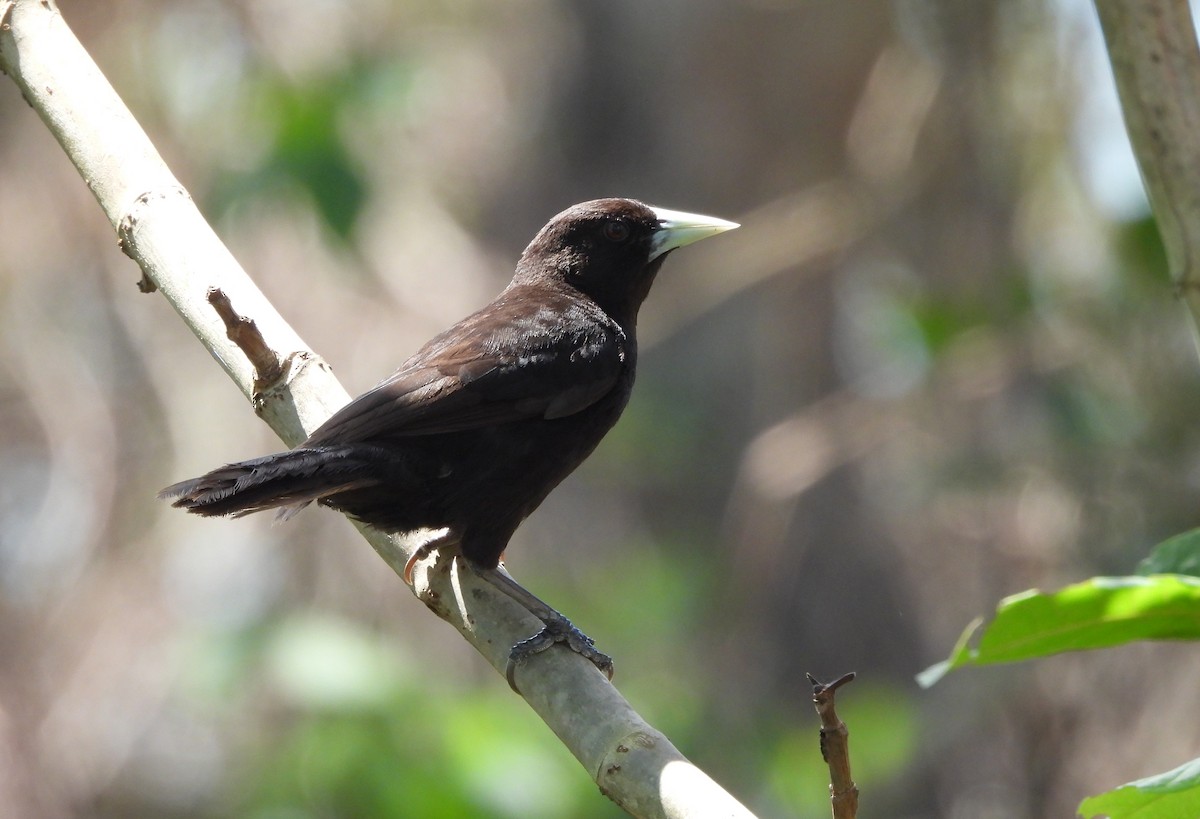 Solitary Black Cacique - ML645714702