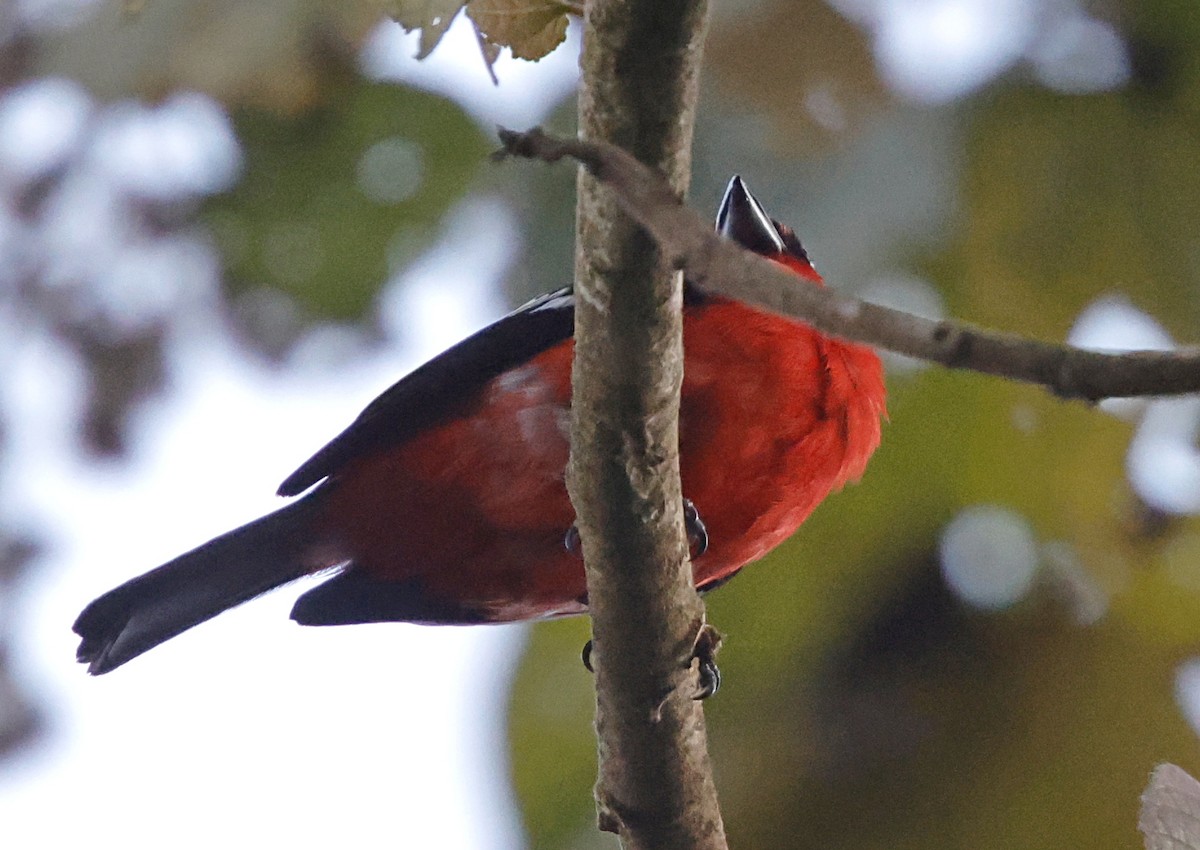White-winged Tanager - ML645714706