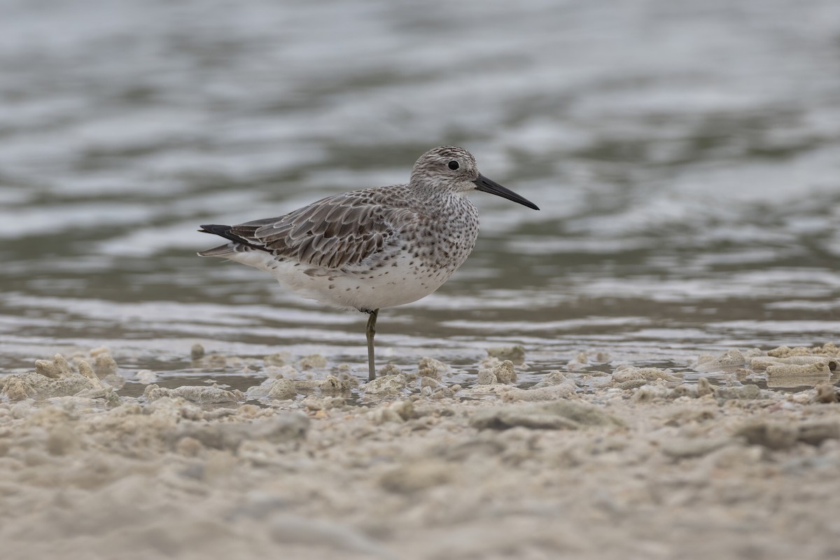 Great Knot - ML645714707