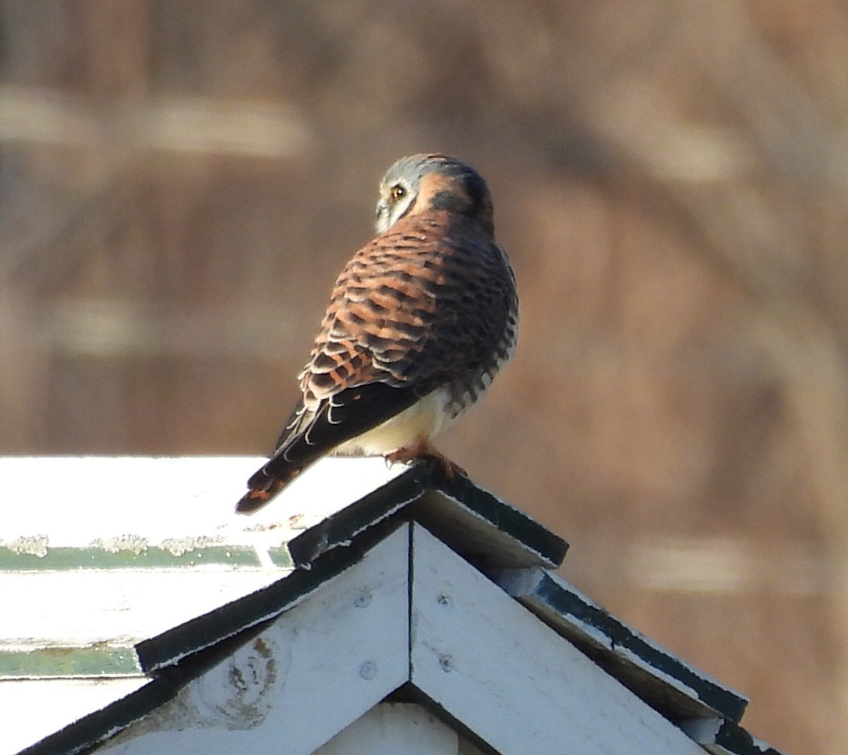American Kestrel - ML645714708