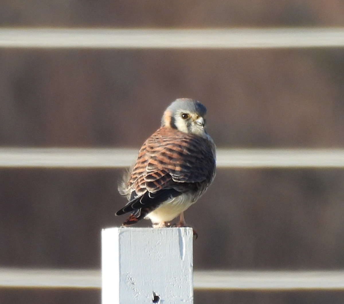 American Kestrel - ML645714709