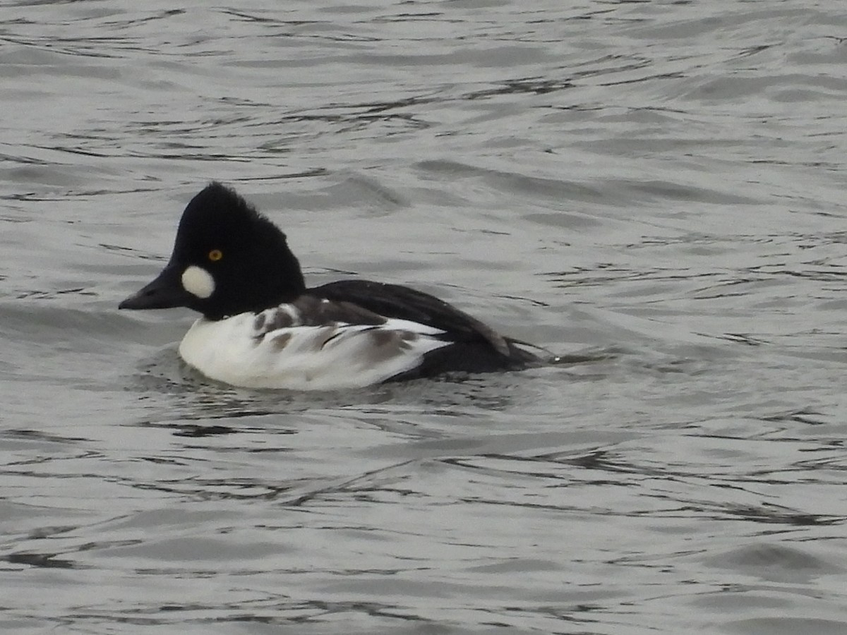 hohol severní - ML645714717