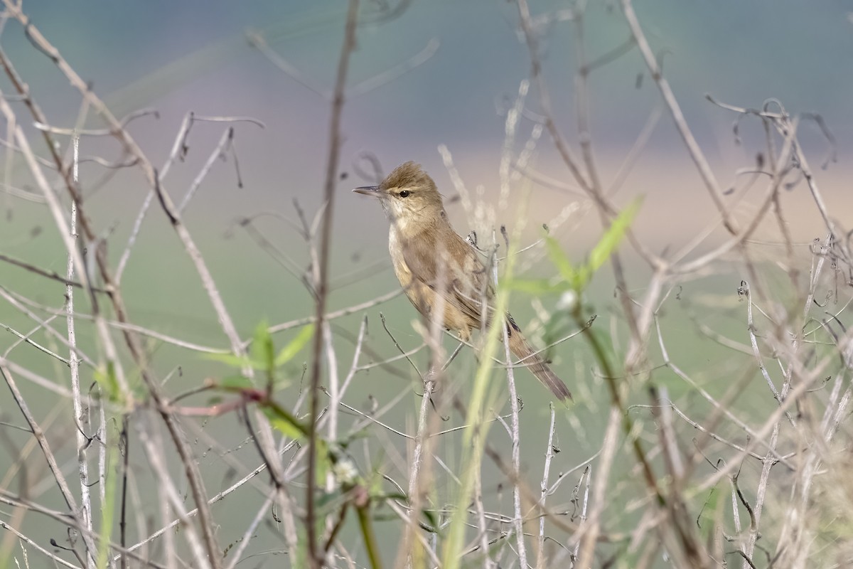 Lezkari zalapartaria - ML645714719