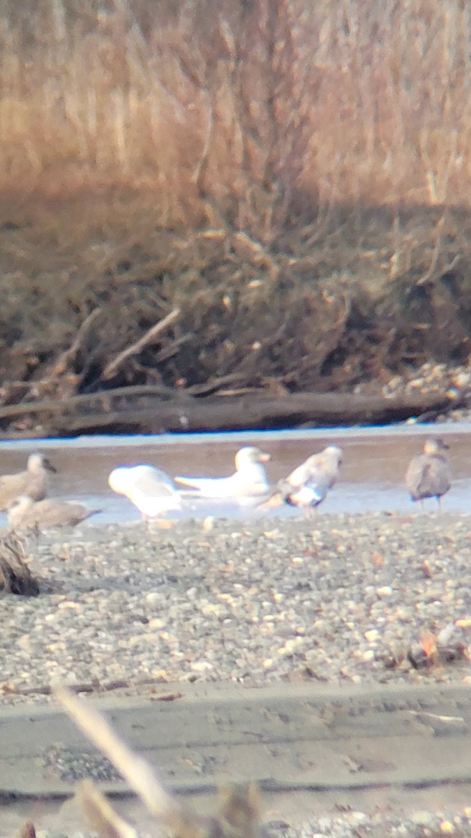 Glaucous Gull - ML645714722