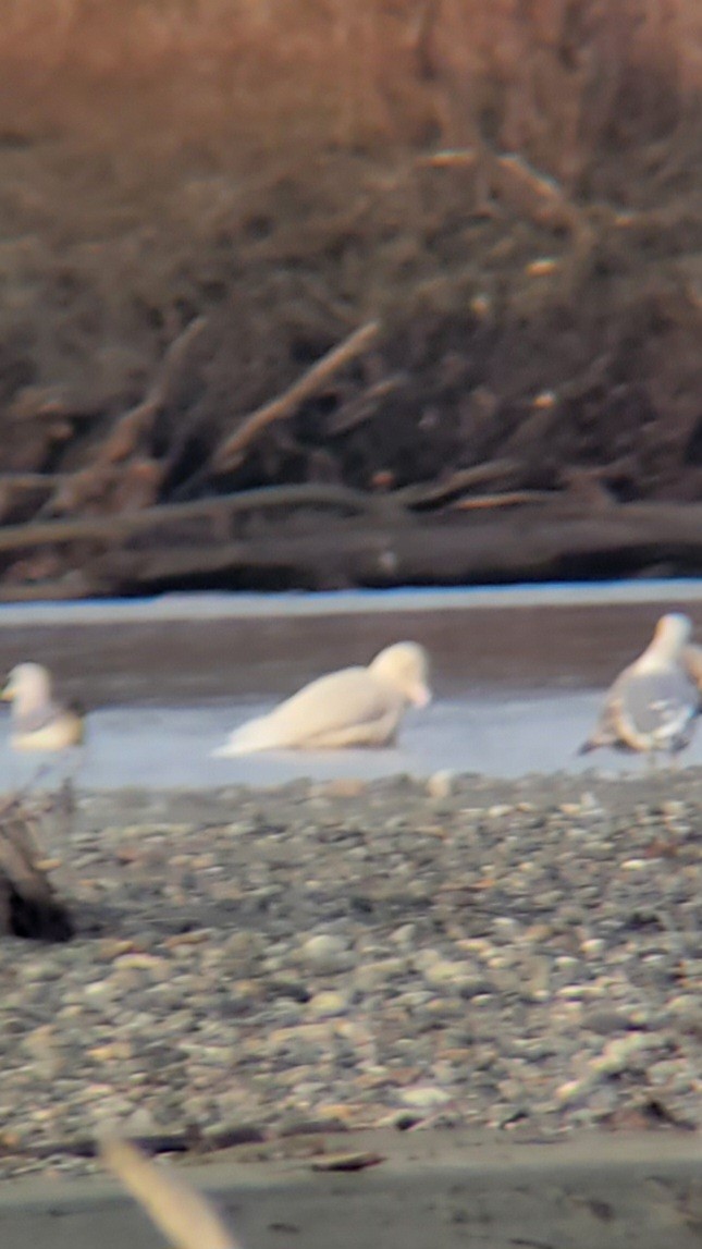Glaucous Gull - ML645714723