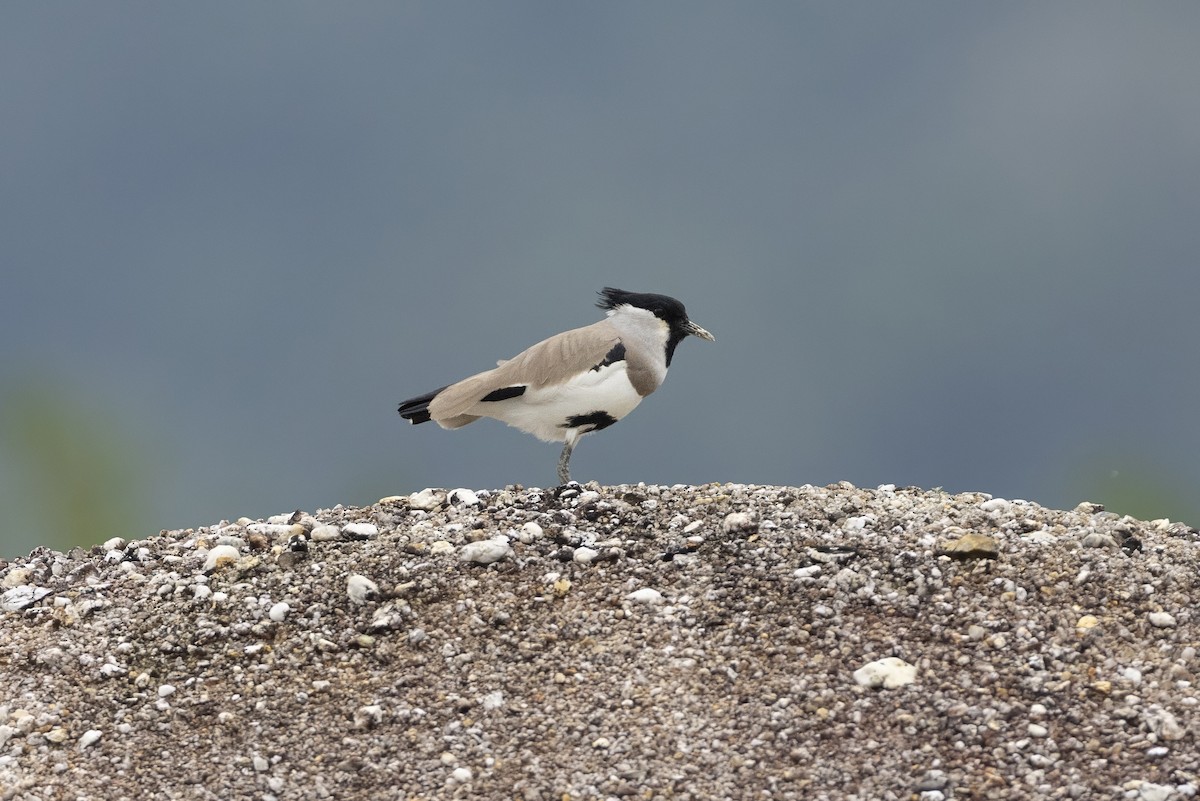 River Lapwing - ML645714732