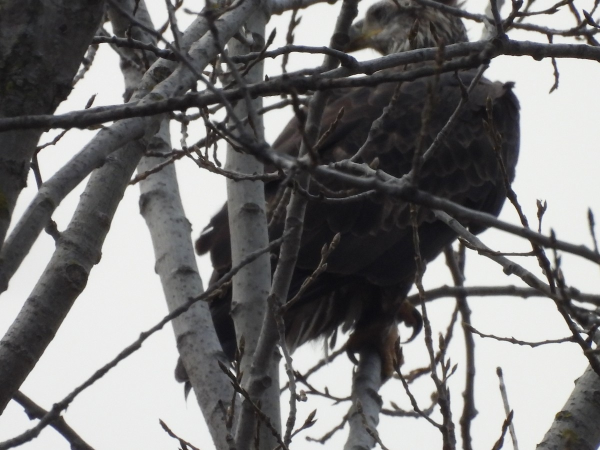 orel bělohlavý - ML645714733