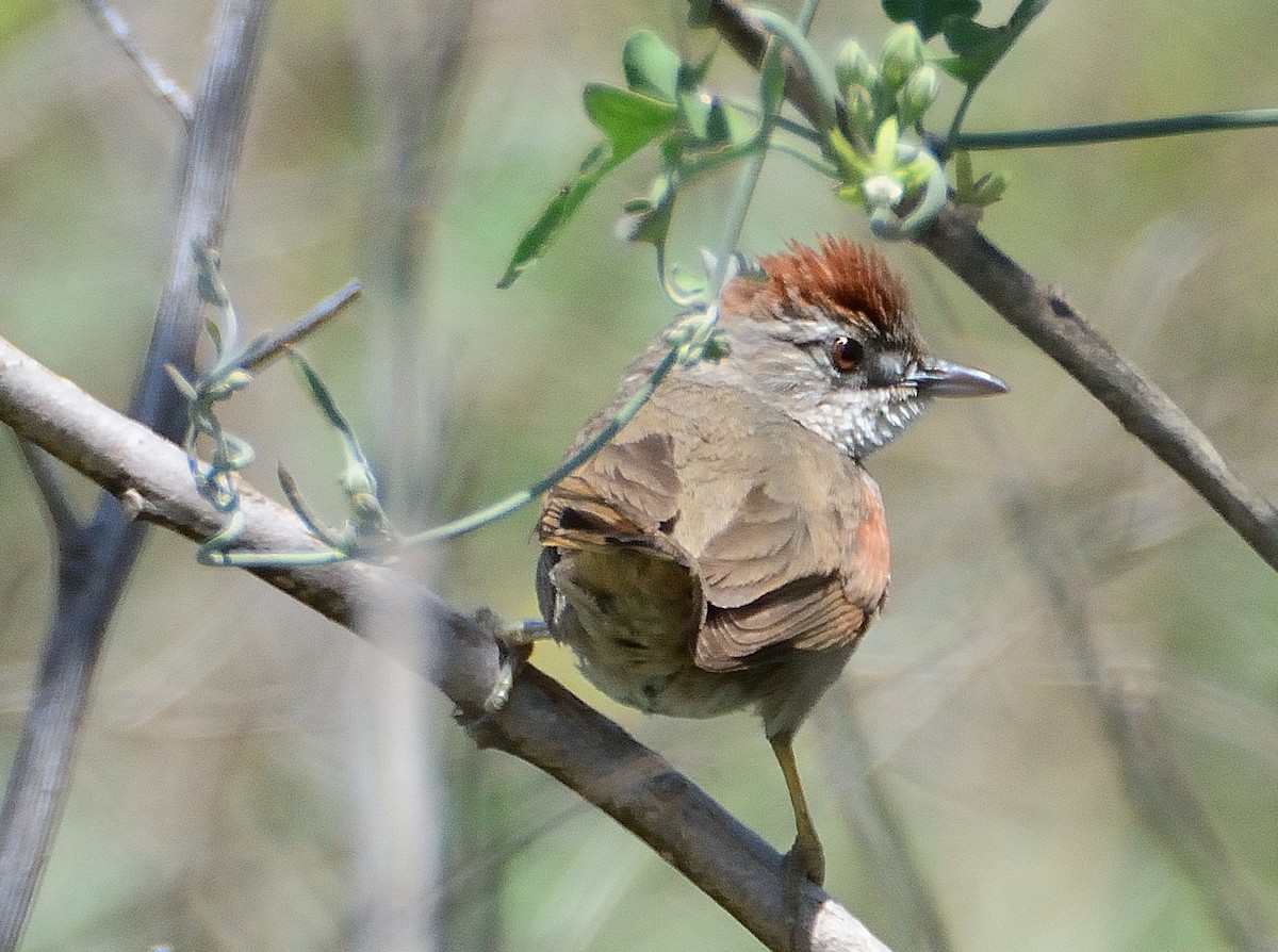 Pale-breasted Spinetail - ML645714734