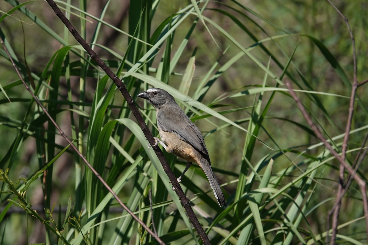 Bluish-gray Saltator - ML645714735