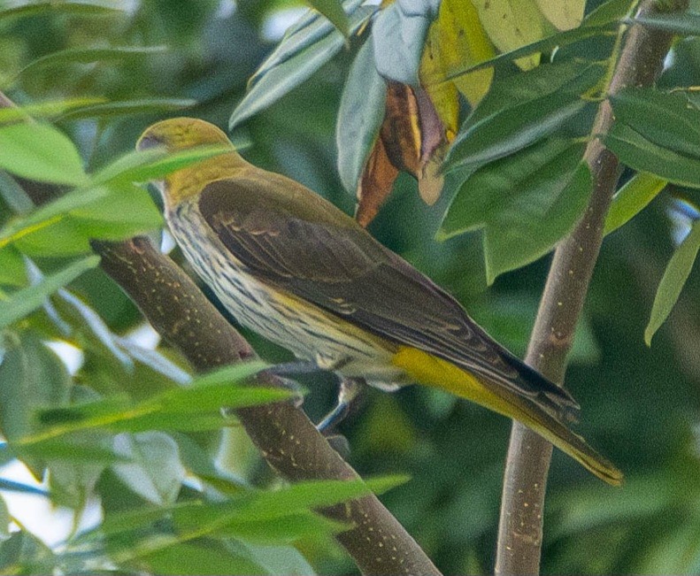Indian Golden Oriole - ML645714736
