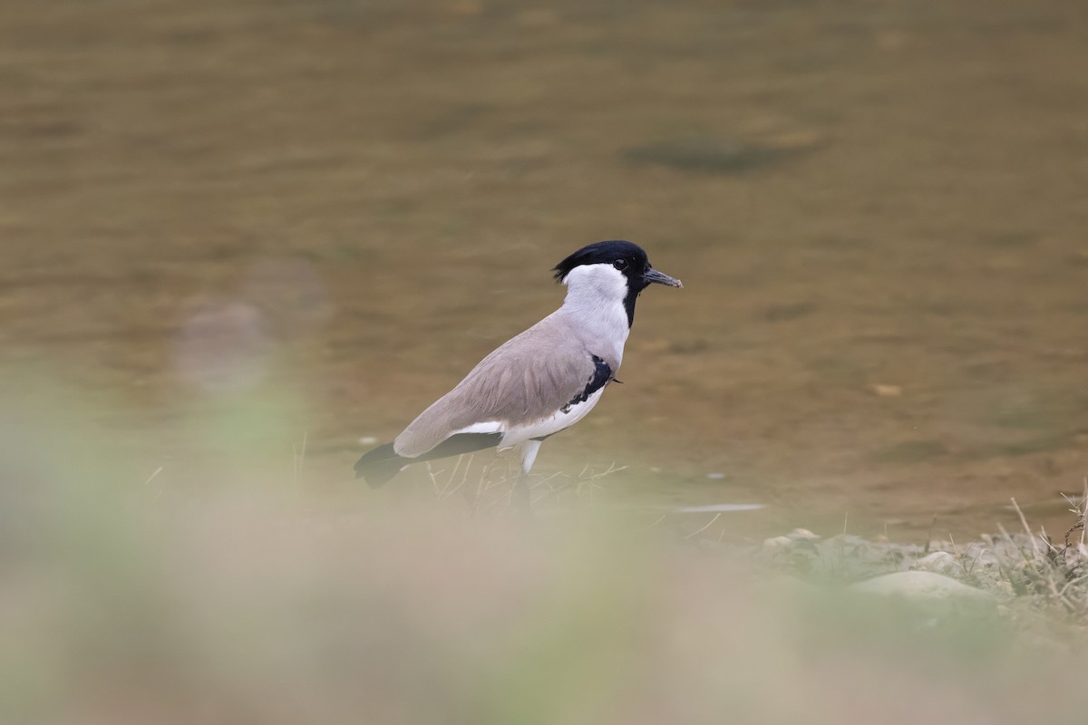 River Lapwing - ML645714737