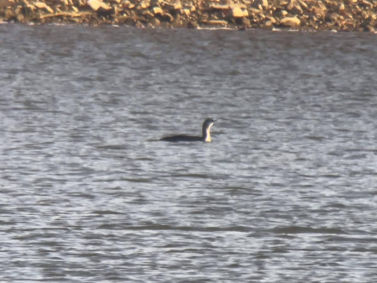 Red-throated Loon - ML645714742