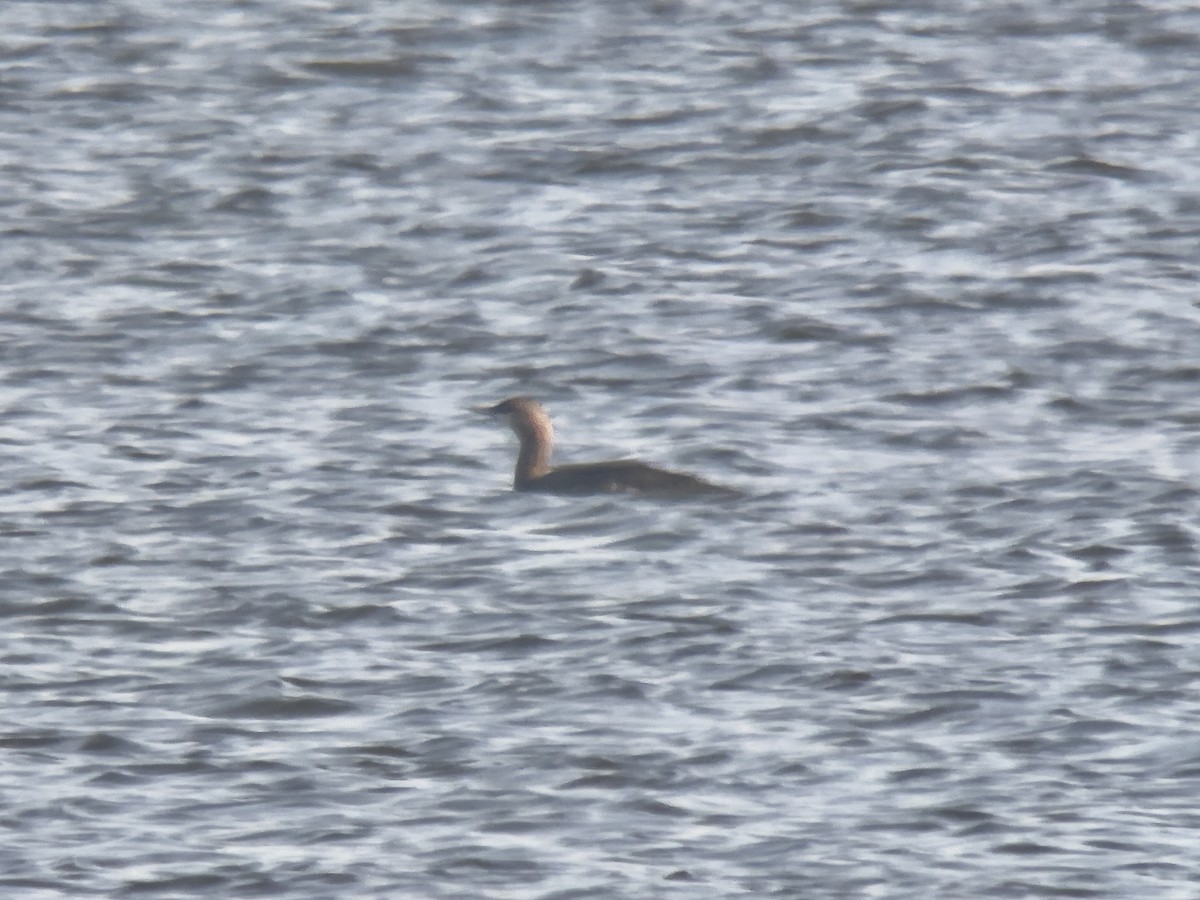Red-throated Loon - ML645714743