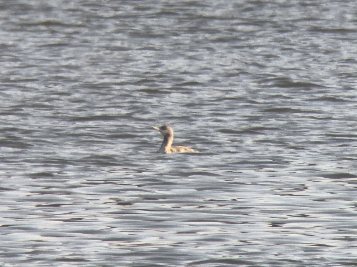 Red-throated Loon - ML645714744