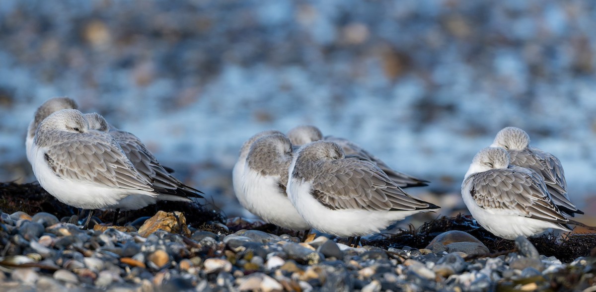 Sanderling - ML645714746