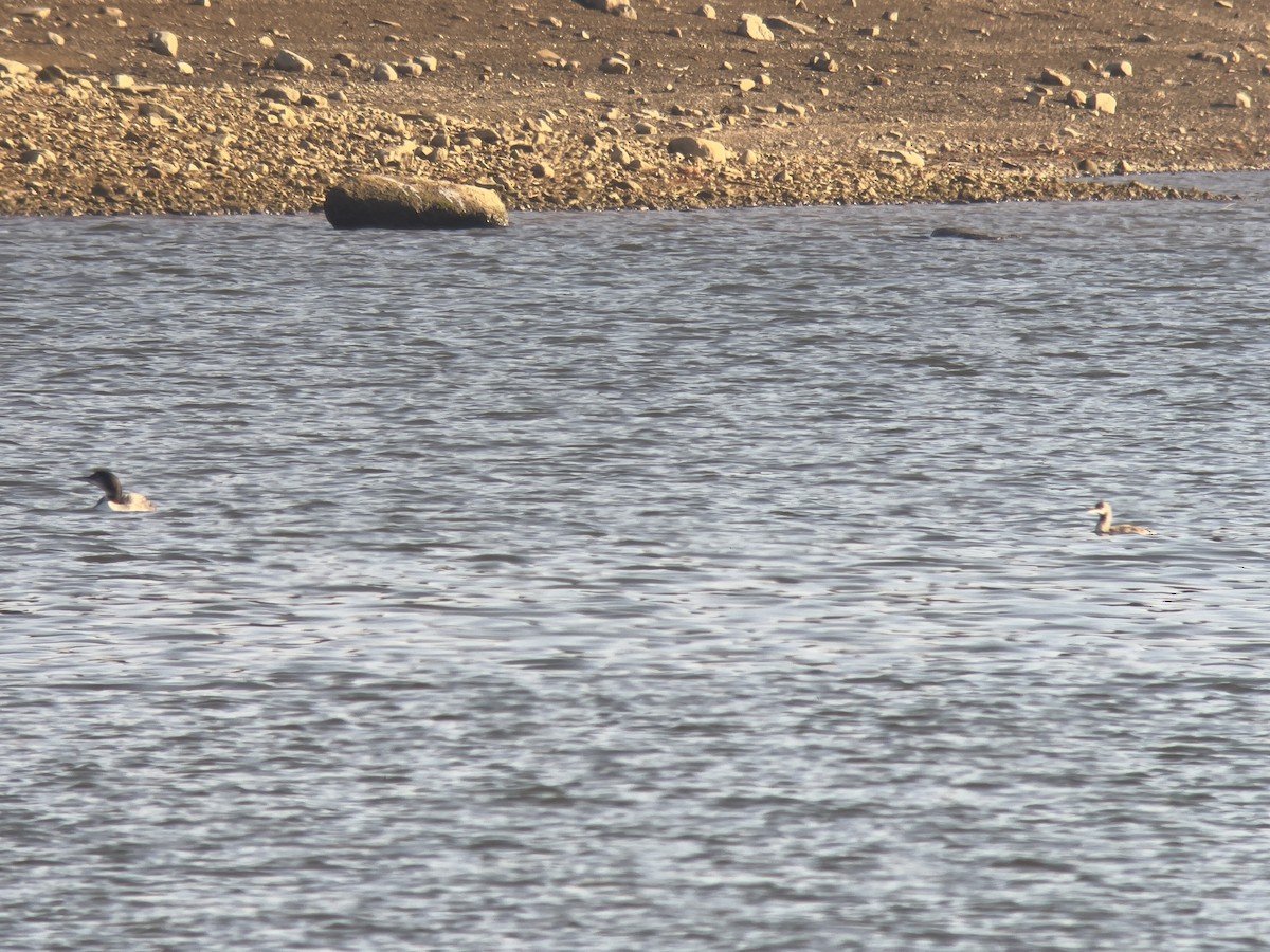 Red-throated Loon - ML645714749