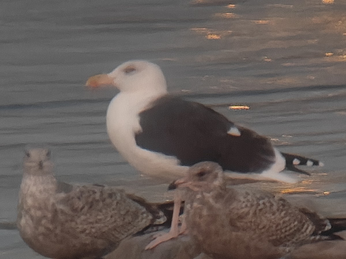 Great Black-backed Gull - ML645714765