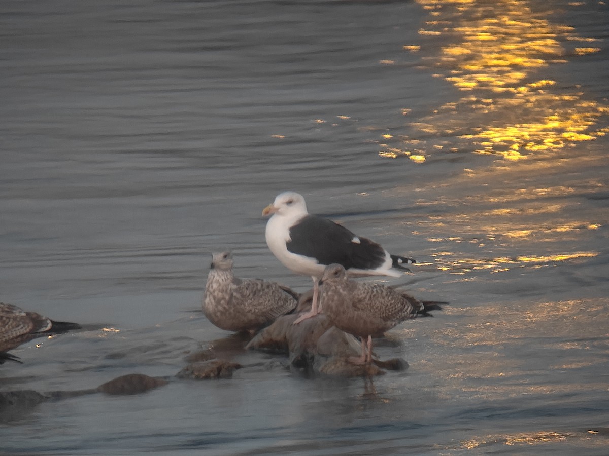Great Black-backed Gull - ML645714770