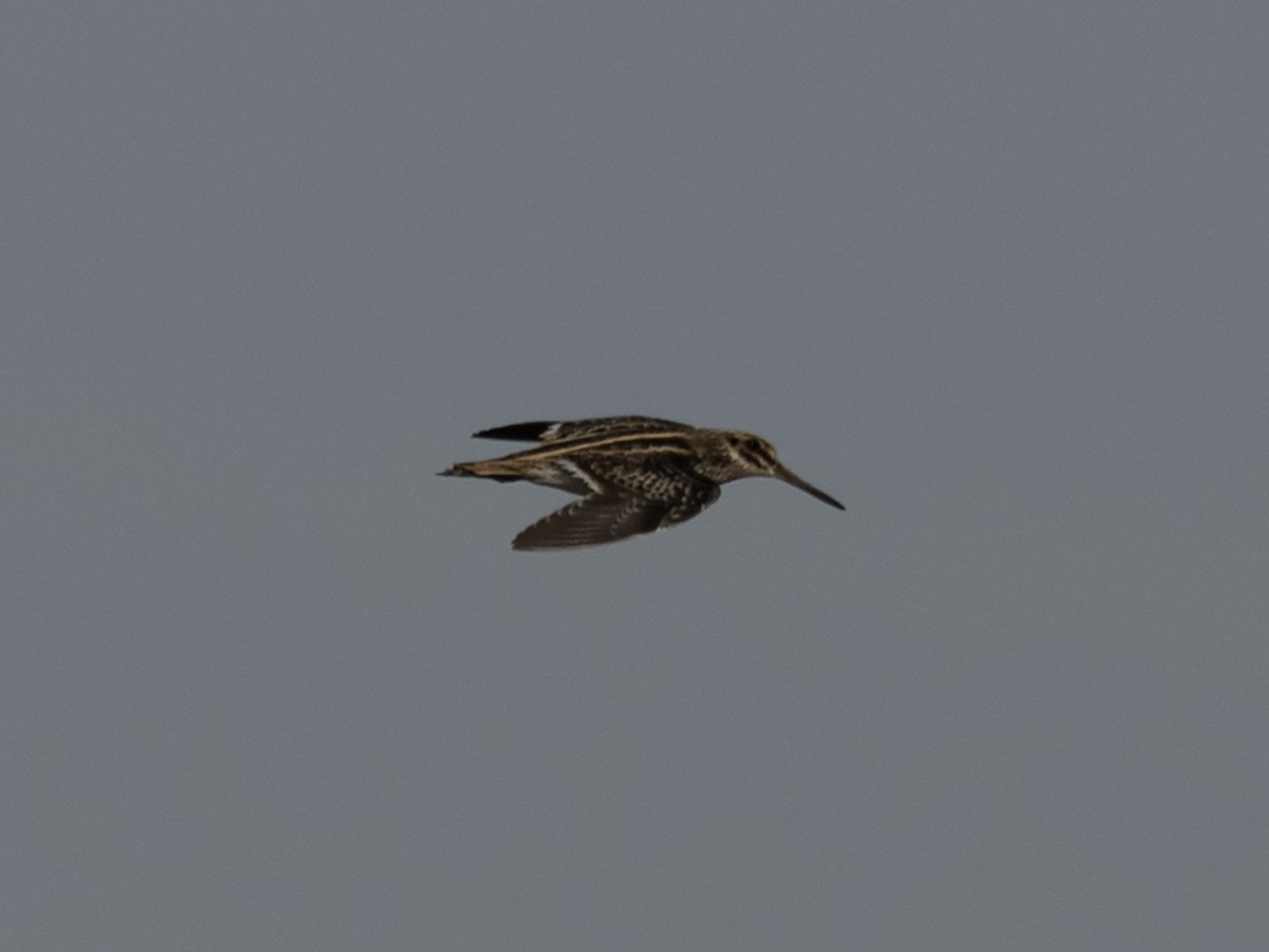 Jack Snipe - ML645714776