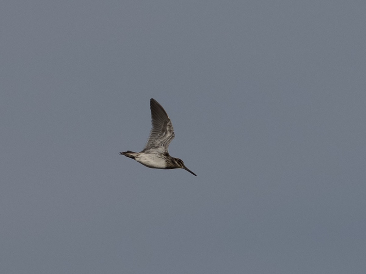 Jack Snipe - ML645714777