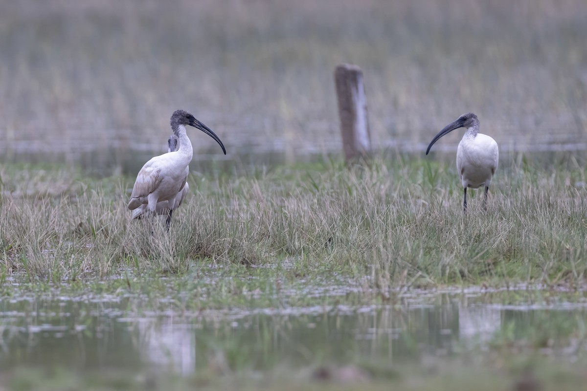 Black-headed Ibis - ML645714778