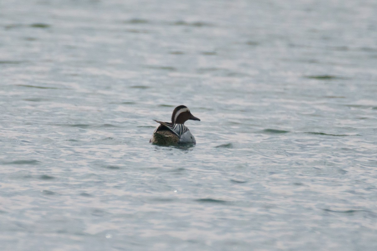 Garganey - ML645714802